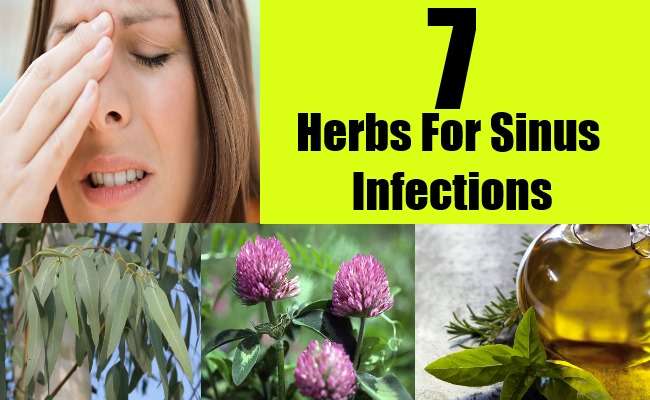 7 Herbs For Sinus Infections