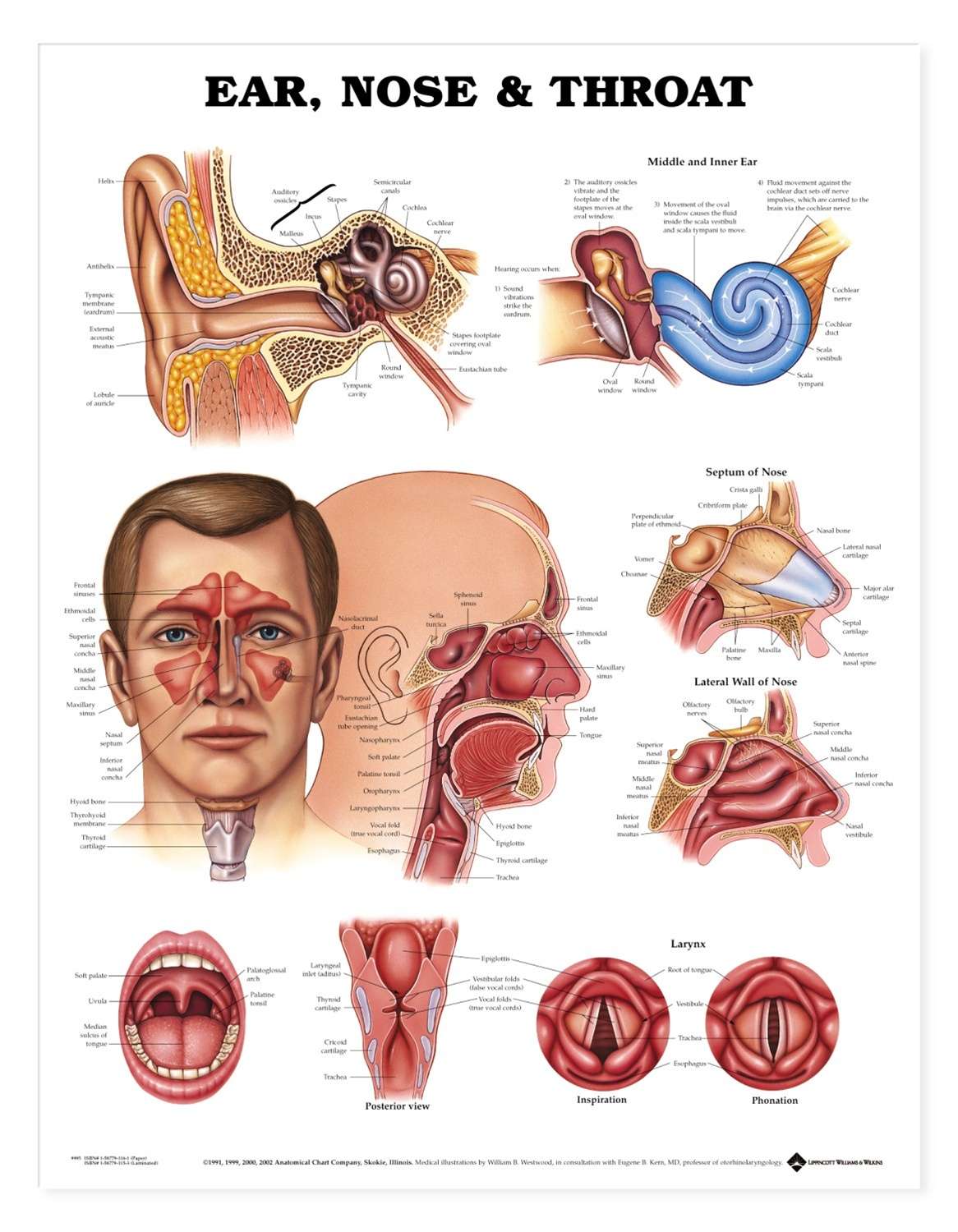 Ear, Nose &  Throat Anatomical Chart
