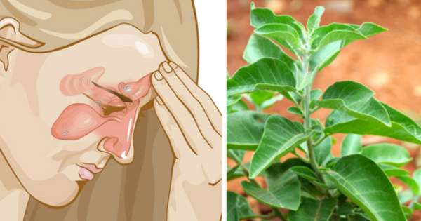 Fight Off Sore Throats And Sinus Infections With Oregano